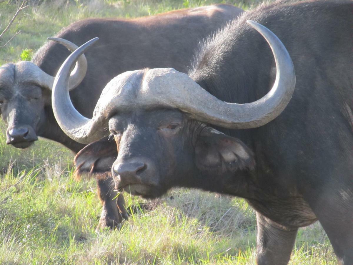 Addo Gateway Lodge Колчестер Экстерьер фото