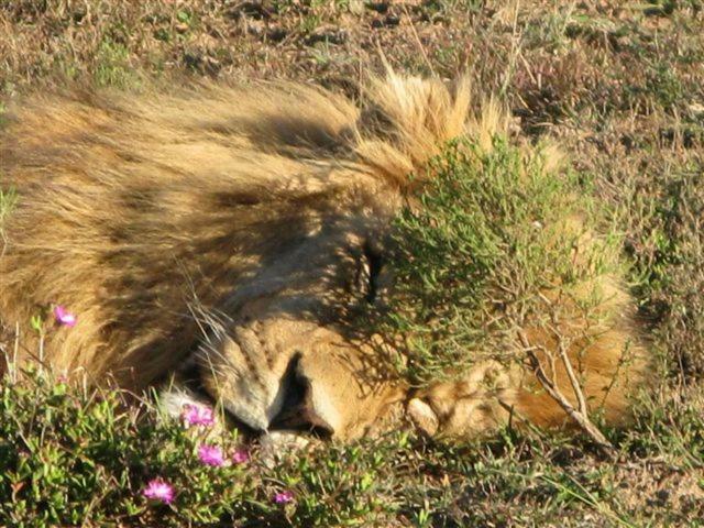 Addo Gateway Lodge Колчестер Экстерьер фото