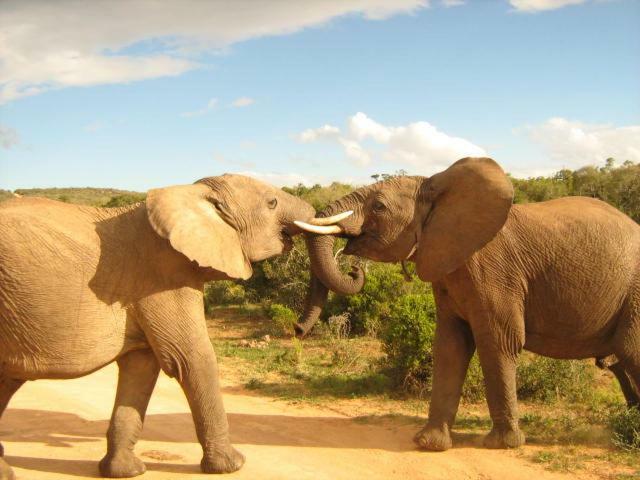 Addo Gateway Lodge Колчестер Экстерьер фото