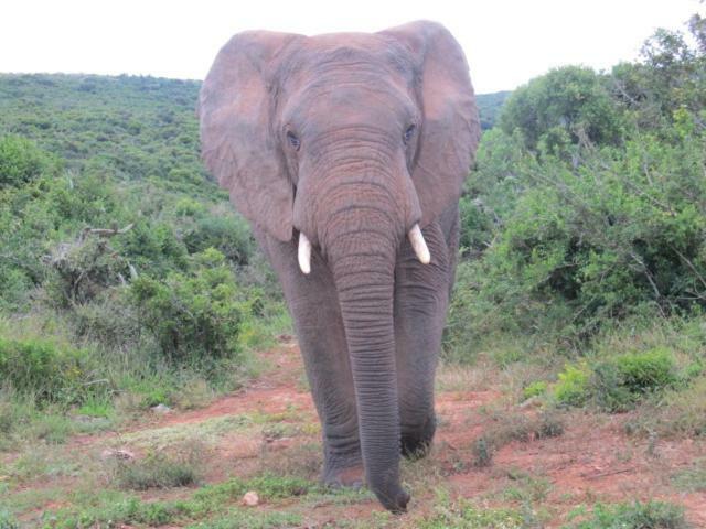 Addo Gateway Lodge Колчестер Экстерьер фото