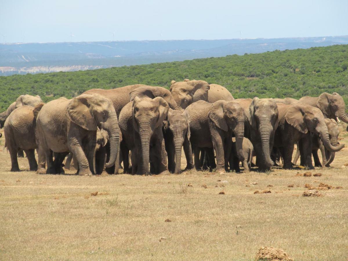 Addo Gateway Lodge Колчестер Экстерьер фото